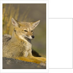 Alert Paragonian Grey Fox by Anonymous