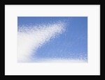 Cirrocumulus Clouds in Blue Sky by Anonymous