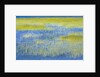 Wetland Grasses in Lake by Anonymous