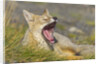 Paragonian Grey Fox Yawning by Anonymous