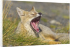 Paragonian Grey Fox Yawning by Anonymous