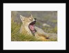 Paragonian Grey Fox Yawning by Anonymous