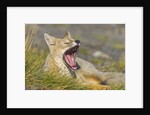 Paragonian Grey Fox Yawning by Anonymous