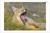 Paragonian Grey Fox Yawning by Anonymous