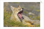 Paragonian Grey Fox Yawning by Anonymous