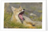 Paragonian Grey Fox Yawning by Anonymous