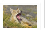 Paragonian Grey Fox Yawning by Anonymous