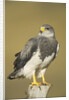 Black-chested Buzzard Eagle Perching on Fence Post by Anonymous