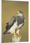 Black-chested Buzzard Eagle Perching on Fence Post by Anonymous