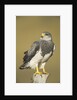 Black-chested Buzzard Eagle Perching on Fence Post by Anonymous