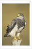 Black-chested Buzzard Eagle Perching on Fence Post by Anonymous