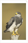 Black-chested Buzzard Eagle Perching on Fence Post by Anonymous