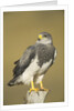 Black-chested Buzzard Eagle Perching on Fence Post by Anonymous