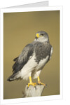Black-chested Buzzard Eagle Perching on Fence Post by Anonymous