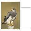 Black-chested Buzzard Eagle Perching on Fence Post by Anonymous
