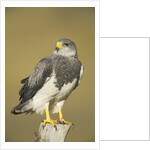 Black-chested Buzzard Eagle Perching on Fence Post by Anonymous