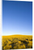 Grassland under Clear Sky by Anonymous