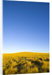 Grassland under Clear Sky by Anonymous