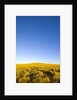 Grassland under Clear Sky by Anonymous