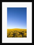 Grassland under Clear Sky by Anonymous
