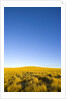 Grassland under Clear Sky by Anonymous