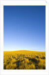 Grassland under Clear Sky by Anonymous