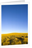 Grassland under Clear Sky by Anonymous