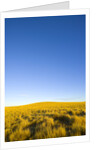 Grassland under Clear Sky by Anonymous