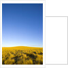 Grassland under Clear Sky by Anonymous