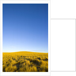 Grassland under Clear Sky by Anonymous