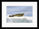 Crabeater Seal Resting on Ice by Anonymous