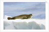 Crabeater Seal Resting on Ice by Anonymous
