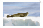 Crabeater Seal Resting on Ice by Anonymous