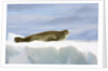Crabeater Seal Resting on Ice by Anonymous