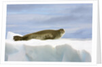 Crabeater Seal Resting on Ice by Anonymous