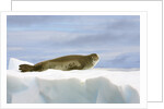 Crabeater Seal Resting on Ice by Anonymous