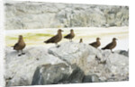 Brown Skuas Standing on Rocks by Anonymous