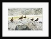 Brown Skuas Standing on Rocks by Anonymous