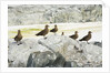 Brown Skuas Standing on Rocks by Anonymous