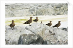 Brown Skuas Standing on Rocks by Anonymous
