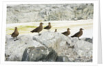 Brown Skuas Standing on Rocks by Anonymous