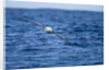 Wandering Albatross Flying above Sea by Anonymous