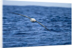 Wandering Albatross Flying above Sea by Anonymous