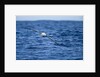 Wandering Albatross Flying above Sea by Anonymous