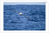 Wandering Albatross Flying above Sea by Anonymous