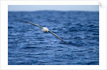 Wandering Albatross Flying above Sea by Anonymous
