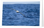 Wandering Albatross Flying above Sea by Anonymous