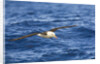 Black-browed Albatross Flying above Sea by Anonymous