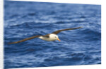 Black-browed Albatross Flying above Sea by Anonymous