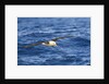 Black-browed Albatross Flying above Sea by Anonymous